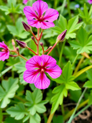 Geranium sanguineum Striatum is a beautiful ornamental flowering plant. Common names are Bloody crane's-bill or Bloody geranium