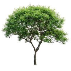 Lush Tree With Green Foliage And Intricate Branch Structure