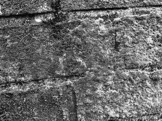 Selective focus. Cement wall with green moss. Black. White.