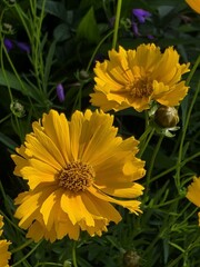 right Yellow Flowers in Full Bloom under Sunlight"
