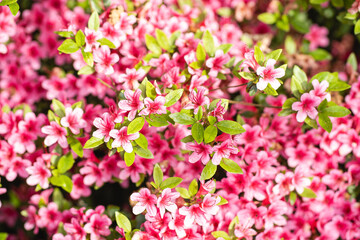 Floral macro with soft depth of field highlighting the texture and detail of a single ornamental allium bloom. Bright, colorful backdrop makes it ideal for use in design templates, seasonal graphics, 