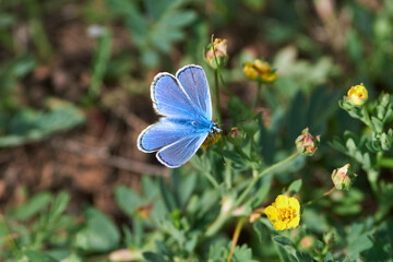 Common blue (Polyommatus icarus)