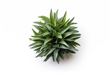 Plant herbs leaf white background.