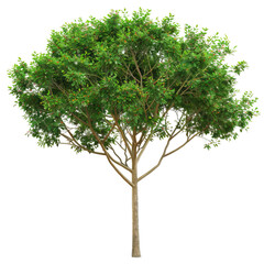 Realistic Tree With Green Leaves And Small Fruits
