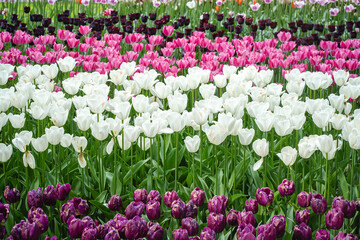 A vibrant mix of colorful tulips in full bloom, creating a stunning mosaic of red, yellow, pink, orange, and purple flowers basking in spring sunlight