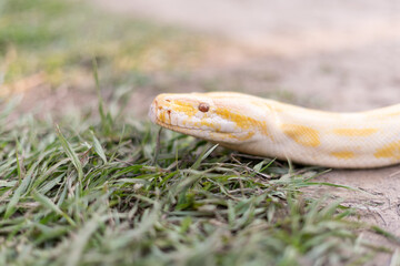 Fototapeta premium A stunning yellow Burmese python is sprawled across a vibrant green lawn, its sleek, golden scales gleaming under the sunlight. The intricate patterns on its body showcase the natural beauty