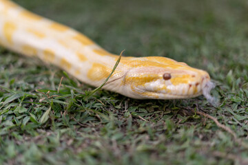 A stunning yellow Burmese python is sprawled across a vibrant green lawn, its sleek, golden scales gleaming under the sunlight. The intricate patterns on its body showcase the natural beauty