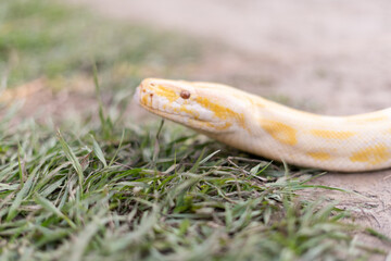A stunning yellow Burmese python is sprawled across a vibrant green lawn, its sleek, golden scales...
