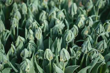 Obraz premium Floral macro with soft depth of field highlighting the texture and detail of a single ornamental allium bloom. Bright, colorful backdrop makes it ideal for use in design templates, seasonal graphics, 