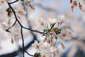 Beautiful Blooming Cherry Blossoms Signaling the Arrival