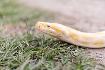 A stunning yellow Burmese python is sprawled across a vibrant green lawn, its sleek, golden scales...