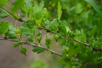 Small Green Gooseberry Berries Growing On Shrub Branches Among Green Leaves In Garden Close-Up As Concept Of Growing Organic Food On Your Own
