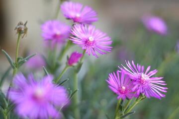 Lammpranthus spectabilis, fiori fuxia che amano le api per produrre il miele. Fioritura da maggio a...
