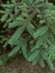 Growing young twigs of spruce tree close up view, macro nature of Ukraine
