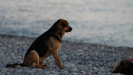 "Lonely Dog Sitting on a Pebble Beach Watching the Sea at Sunset — Symbol of Loyalty, Solitude and Freedom"
A solitary dog, likely a mixed breed with German 