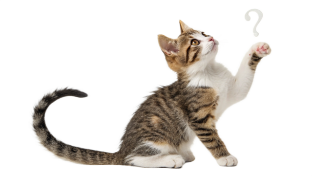 Curious Tabby Kitten Reaching for a Question Mark on a Black Background