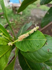 caterpillar on a leaf