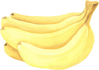 Watercolor hand painted illustrations of  fruit. Hand drawn tropical juicy food clipart for your design.