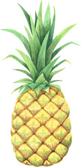 Watercolor hand painted illustrations of pineapple fruit. Hand drawn tropical juicy food clipart for your design.
