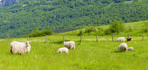 A flock of sheep graze peacefully in a large field of green pasture in the valley of Ergoiena, Navarra.