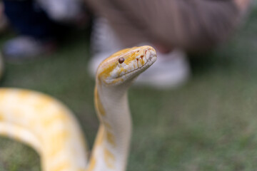 A stunning yellow Burmese python is sprawled across a vibrant green lawn, its sleek, golden scales...