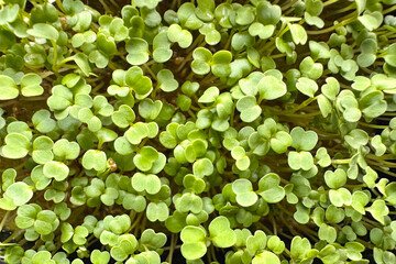 Microgreens, young arugula sprouts, зеленые листья. Growing microgreens seeds at home, close-up. Healthy lifestyle, nutritious, vegan food concept.