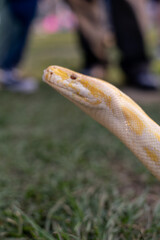 A stunning yellow Burmese python is sprawled across a vibrant green lawn, its sleek, golden scales...
