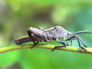 Leaf-footed bugs (Acanthocephala terminalis), leaf-footed bugs on green leaves