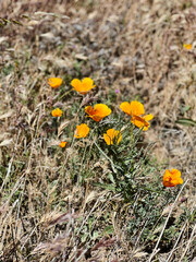 an open field of a landscape full of California poppy plants and flowers