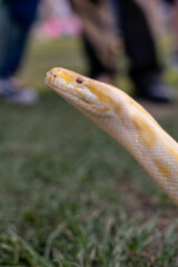 A stunning yellow Burmese python is sprawled across a vibrant green lawn, its sleek, golden scales...