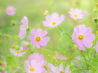 秋の公園や花壇を彩るコスモスのある風景。眩しい日差しでボケた様子。ぼんやりした花畑のイメージ