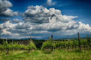 Obraz premium Monferrato Ovadese in provincia di Alessandria, vigneti colline e paesaggi. Trisobbio e Carpeneto, Piemonte, Italia