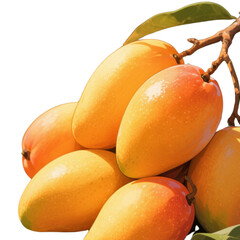Ripe mangoes on branch isolated on white background