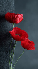 Vibrant scarlet poppies whisper secrets in solstice silence, honoring Remembrance Day and Armenian Vardavar festival, petals aflame