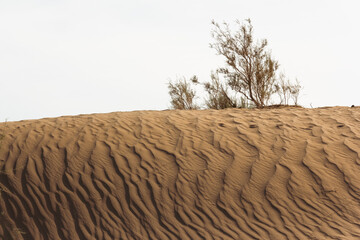Sand dunes in Yazd, Iran, shaped by the wind, with sparse vegetation under a vast sky, showcasing the raw beauty of the desert landscape.