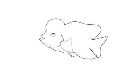 fish drawing line on white background
