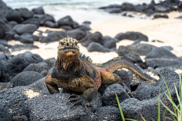 Marine iguana on rocks at Puerto Villamil beach, Galapagos, Ecuador