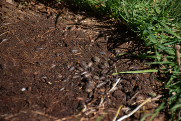 Close-up view of woodlice on soil, emphasizing the importance of soil health and biodiversity in ecosystems.