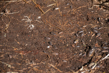 A close-up view of woodlice in their natural habitat. Ideal for themes related to ecology, biodiversity, and soil health.
