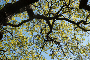 A vibrant view of tree branches adorned with fresh green leaves against a clear blue sky, symbolizing nature's beauty and the rejuvenation of spring.