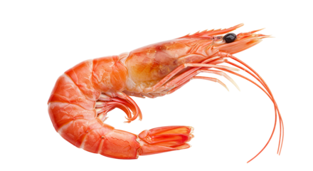 A beautifully curled vibrant red shrimp against the inky void embodying seafood s elegance and on transparent background