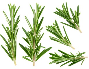Fototapeta premium Six sprigs of fresh rosemary, isolated on white
