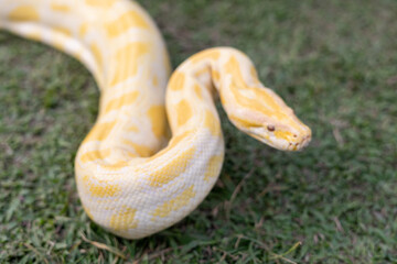 A stunning yellow Burmese python is sprawled across a vibrant green lawn, its sleek, golden scales gleaming under the sunlight. The intricate patterns on its body showcase the natural beauty
