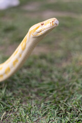 A stunning yellow Burmese python is sprawled across a vibrant green lawn, its sleek, golden scales gleaming under the sunlight. The intricate patterns on its body showcase the natural beauty