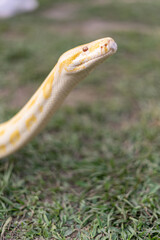 A stunning yellow Burmese python is sprawled across a vibrant green lawn, its sleek, golden scales...