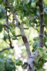 Pear tree disease. Nectria Canker .  Young pear tree Conference branches display fresh buds and early fruit in a vibrant garden setting