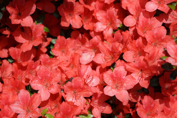 Azalea Japonica variety Orange beauty. Red azaleas fills the garden under bright sunlight