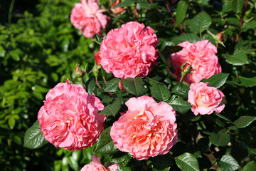 Clusters of vibrant pink roses flourish among rich green leaves on a sunny day