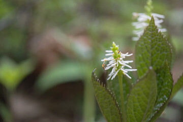 日本：ヒトリシズカ（Chloranthus quadrifolius）／糸状の白い雄しべと丸い雌しべと子房のマクロ写真【山野草】長野県・5月