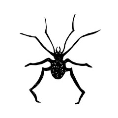 Spider black graphic vector illustration. Arachnid, arthropod insect Isolated with white plate. For packaging on Halloween, textile, print product. Hand drawn ink clip art predator. Gothic style